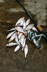 Roach fishing on the river.