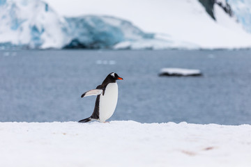 Fototapeta premium Gentoo penguin in the snow and ice of Antarctica