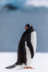 Fototapeta premium Gentoo penguin in the snow and ice of Antarctica