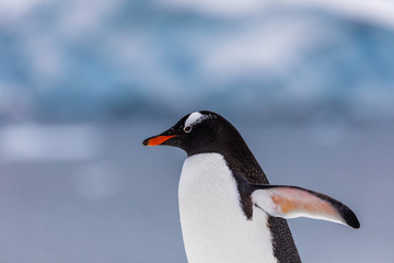 Naklejka premium Gentoo penguin in the snow and ice of Antarctica