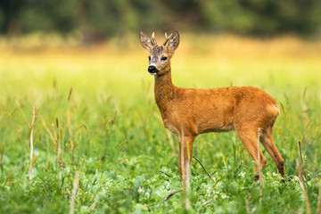 A cute roe deer, capreolus capreolus, buck standing on the summer meadow and looking to the left of the camera. An adorable wild buck observing something in the distance with copy space.