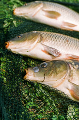 Summer fishing for carp on the lake