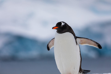 Naklejka premium Gentoo penguin in the snow and ice of Antarctica