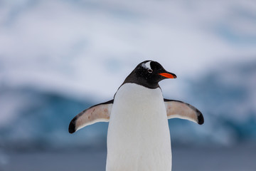 Gentoo penguin in the snow and ice of Antarctica