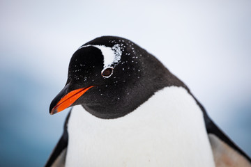 Gentoo penguin closeupin the snow and ice of Antarctica