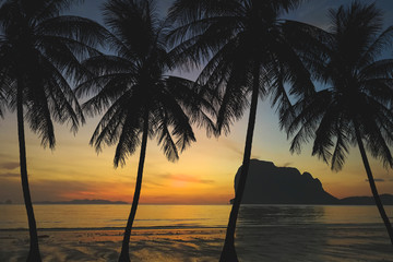 tropical palm tree and sunset