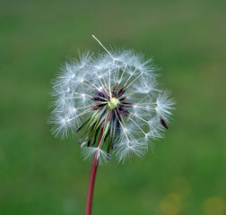 Fototapeta premium dandelion pictures flying over green background for qraphic design