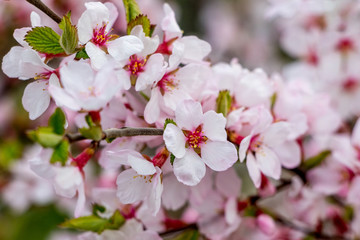 Pink apricot flowers on blurred background. Spring background_