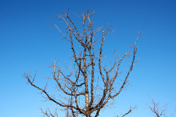 tree against blue sky