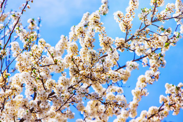 Spring floral background. Cherry flowers on light blue sky background_