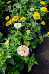 White zinnia on a background of yellow garden flowers on a sunny day.