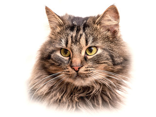 Head fluffy cat  on white isolated background_