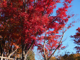 高尾山　もみじ台の紅葉