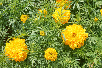 bright yellow marigold flowers in the garden, nature background