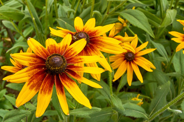 bright flowers of  rudbeckia  in summer garden. Bright natural background