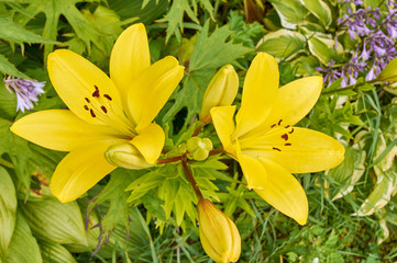 close up of blooming yellow lilies in the garden