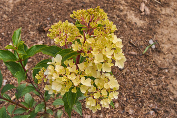 Hydrangea paniculata Vanil Frais in the garden. Tender yellow flowers.