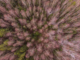 Aerial top view of winter trees in mixed forest. Drone photography