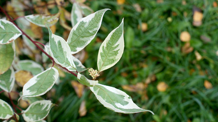 branches of white derain with sprays and green leaves and a white edging on a blurred background