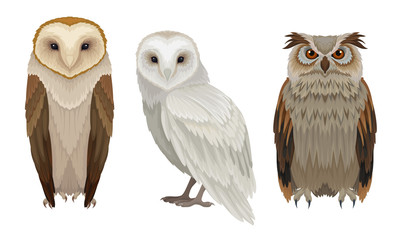 Owls Different Species Collection, Wild Forest Predatory Birds Vector Illustration