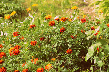 Bright marigold flowers in a summer garden. Retro style toned