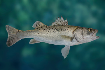 Seabass fish. Fresh alive sea bass isolated on blurred water background