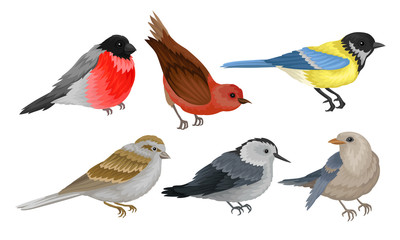 Wild Birds Collection, Titmouse, Bullfinch, Sparrow Vector Illustration