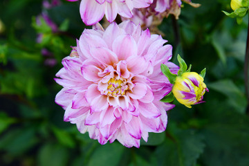 Pink dahlias in the garden on a summer day. Garden flowers.