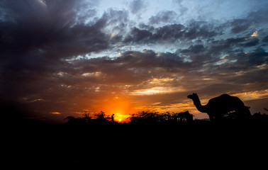 silhouette of man and camel  in sunset with dramatic sky and clouds in it 