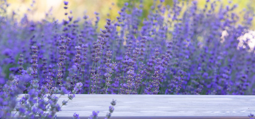 Lavender bushes closeup on sunset. Sunset gleam over purple flowers of lavender. Provence region of france.