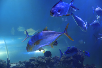 Naklejka na ściany i meble Tuna fish swimming in clear aquarium water