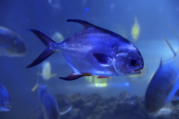 Palometa fish swimming in clear aquarium water