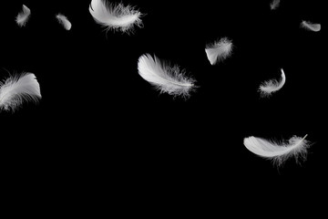 Soft white feathers falling down in the air, black background 