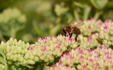 Bee on beautiful decorative garden plant. Sedum (Sedum spectabil