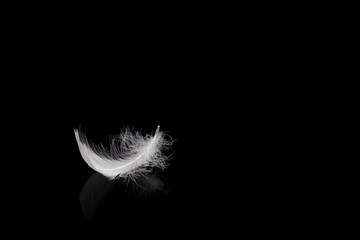 Single white feather on black background with copy space