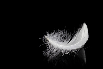 White feather on black background with copy space
