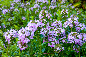 Broad-leaved thyme, lemon thyme. Thymus pulegioides. Nature