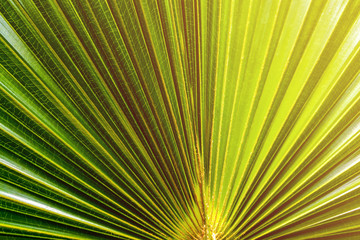 Obraz premium Abstract image of Green Palm leaves in nature.