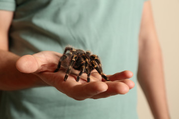 Man holding striped knee tarantula on beige background, closeup