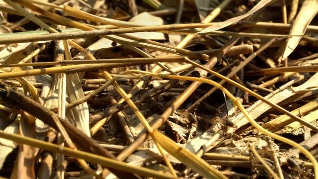 closeup termite walking on dry bamboo leaves in the jungle with morning orange sunlight 