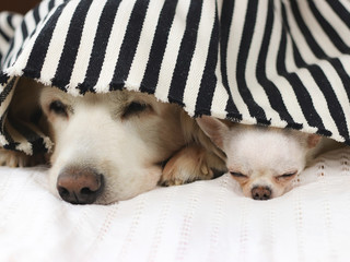 Close up image of golden retriever and chihuahua dog lying down in bed under black and white...