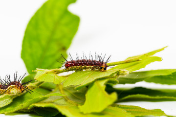 Caterpillar of Rustic butterfly (cupha erymanthis) on leaf and white background