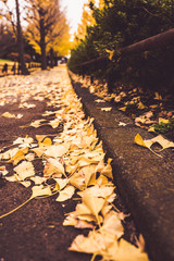 イチョウの黄色い落ち葉 秋 紅葉 公園 縦