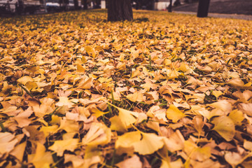 イチョウの黄色い落ち葉 秋 紅葉 公園 横