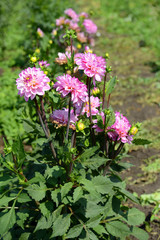 Obraz premium Pink Dahlia flowers under the sun on a summer day. Garden flowers.