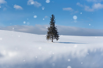 Famous A Tree of Christmas Tree standing on Snow Hill wiht Blue Sky in Winter, Biei, Hokkaido, Japan