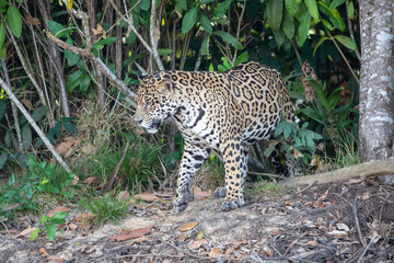 Ein Jaguar kommt aus dem Unterholz in der Seitenansicht