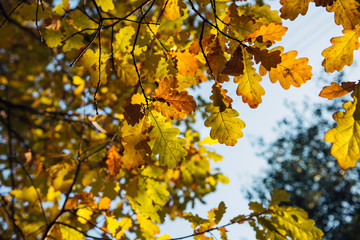 Yellow oak leaves against blurred sky on autumn day. Oak branches, close-up. Natural backgrounds, space for text.