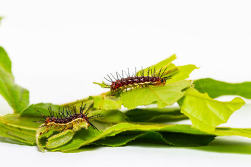 Caterpillar of Rustic butterfly (cupha erymanthis) on leaf and white background
