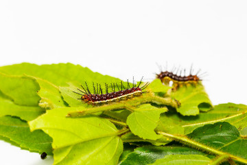 Caterpillar of Rustic butterfly (cupha erymanthis) on leaf and white background